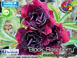 Rosy Adenium