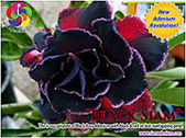 Rosy Adenium