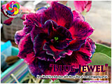Rosy Adenium