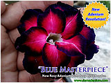 Rosy Adenium