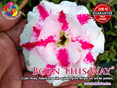 Rosy Adenium