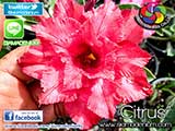 Rosy Adenium