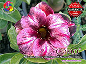 Rosy Adenium