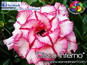 Rosy Adenium