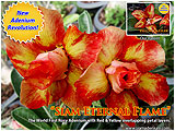 Rosy Adenium