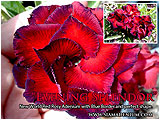 Rosy Adenium
