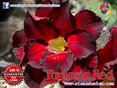 Rosy Adenium