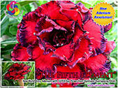 Rosy Adenium