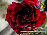 Rosy Adenium
