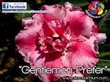 Rosy Adenium