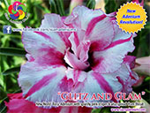 Rosy Adenium