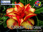 Rosy Adenium