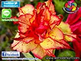 Rosy Adenium