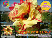 Rosy Adenium