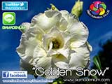Rosy Adenium