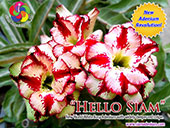 Rosy Adenium