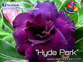 Rosy Adenium
