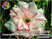 Rosy Adenium