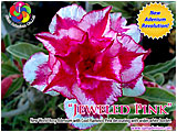 Rosy Adenium
