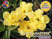 Rosy Adenium