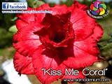 Rosy Adenium