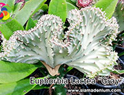 Euphorbia lactae