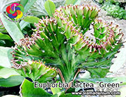 Euphorbia lactae