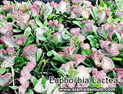 Euphorbia lactae