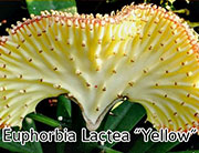 Euphorbia lactae