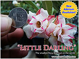 Rosy Adenium