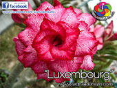 Rosy Adenium