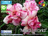 Rosy Adenium