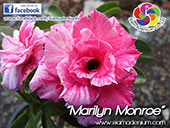 Rosy Adenium