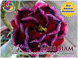 Rosy Adenium