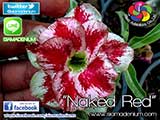 Rosy Adenium