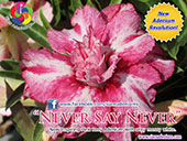 Rosy Adenium