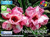 Rosy Adenium