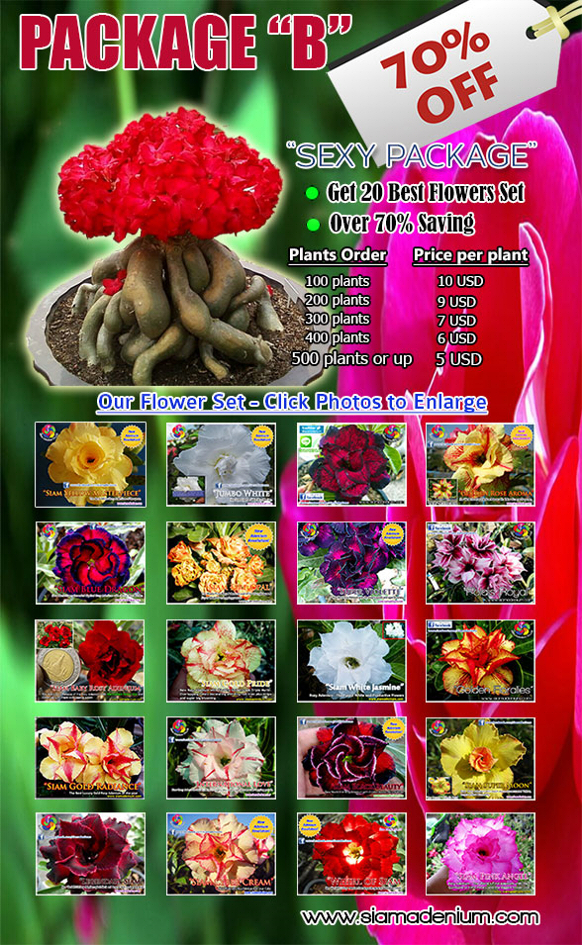 Rosy Adenium promotion Package B