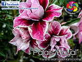 Rosy Adenium