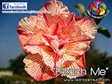 Rosy Adenium