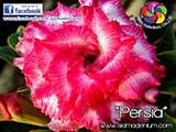 Rosy Adenium
