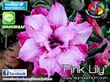 Rosy Adenium
