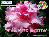 Rosy Adenium