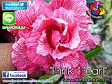 Rosy Adenium