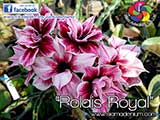 Rosy Adenium