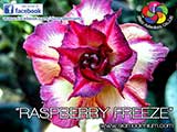 Rosy Adenium