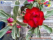 Rosy Adenium