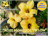 Rosy Adenium