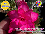 Rosy Adenium