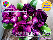 Rosy Adenium